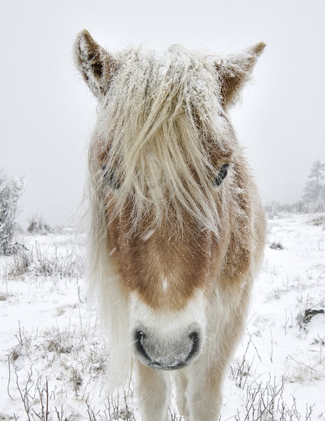 Wild Pony of Grayson Highlands Print