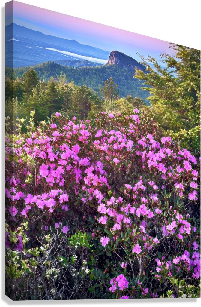 Magical Morning  Canvas Print