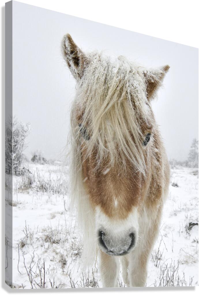 Wild Pony of Grayson Highlands Canvas Print