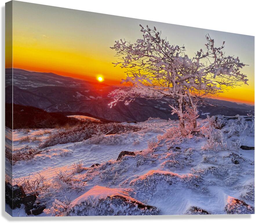 Frozen Silence Canvas Print