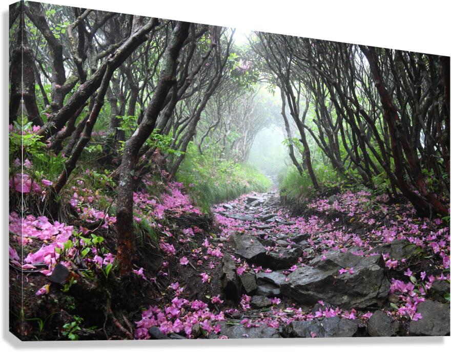 On My Way Home Canvas Print