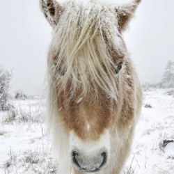 Wild Pony of Grayson Highlands