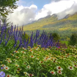 Springtime at Grandfather Mountain 