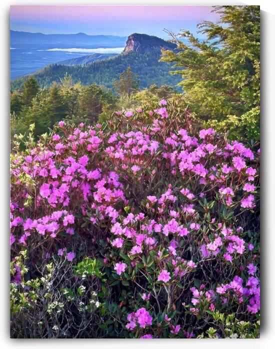 Magical Morning  by Joseph Nitti