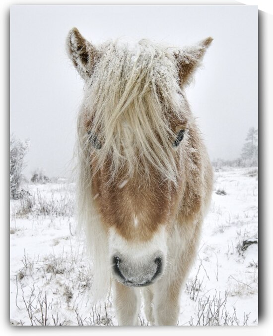 Wild Pony of Grayson Highlands by Joseph Nitti