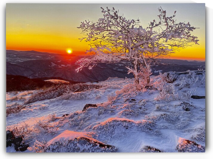 Frozen Silence by Joseph Nitti