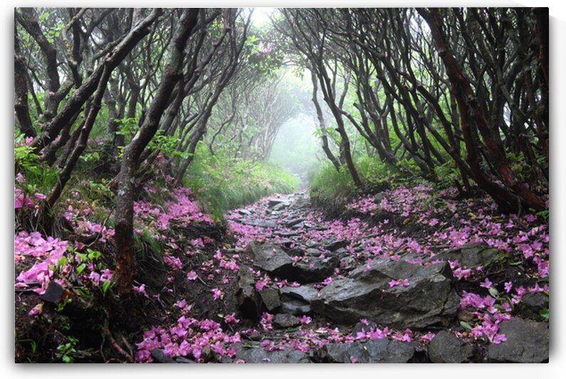 On My Way Home by Joseph Nitti