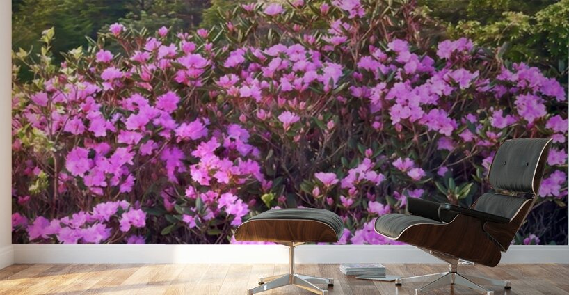 Magical Morning  Wall Murals