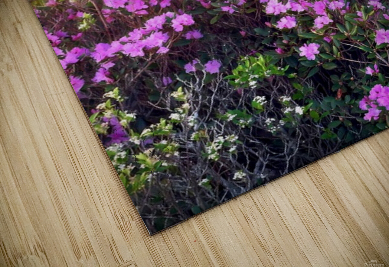 Magical Morning  Joseph Nitti Puzzle