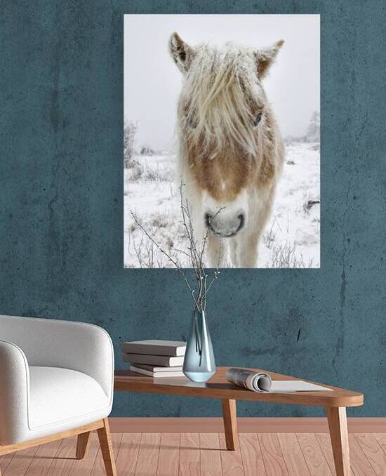 Wild Pony of Grayson Highlands by Joseph Nitti